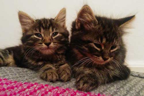 Lias dan Little Puss: dua anak kucing loreng abu-abu berusia sepuluh minggu
