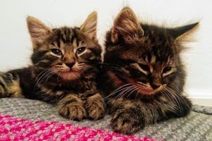 Der kleine Kater und die Lias: zwei zehn Wochen alte getigerte Kätzchen.