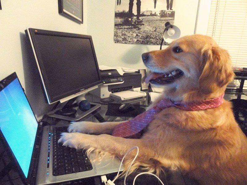 Pies przy komputerze