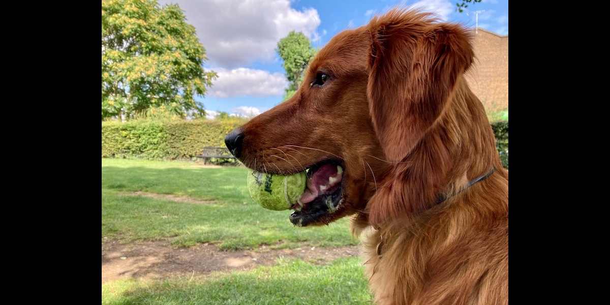 Perfil de un perro apuesto y feliz con una pelota en la boca. Hay espacio adicional a ambos lados de la imagen.