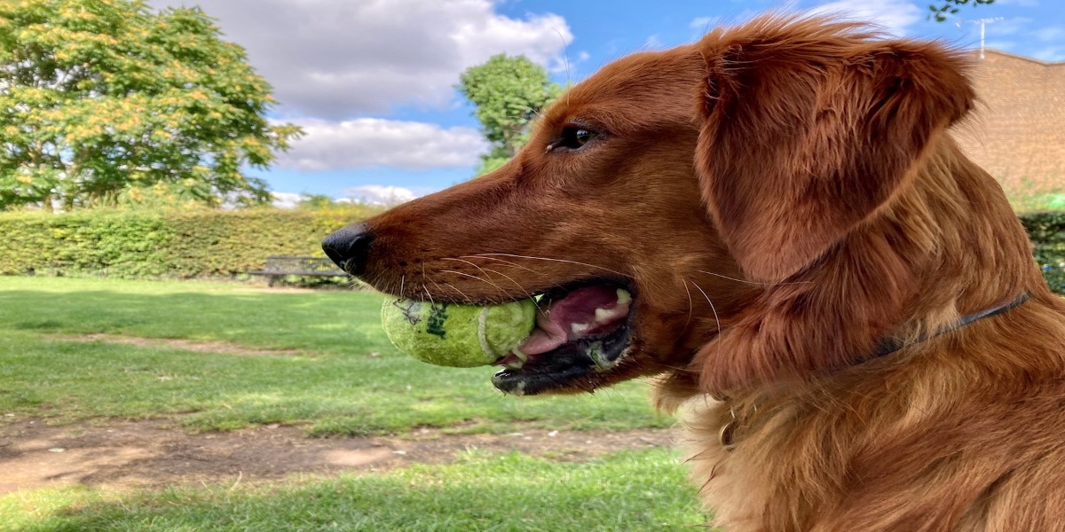 Perfil de un perro guapo y feliz con una pelota en la boca, pero la imagen está aplastada.
