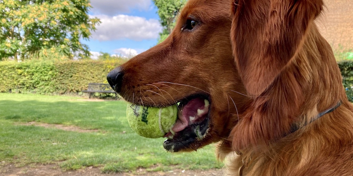 Perfil de un perro apuesto y alegre con una pelota en la boca; la imagen está recortada en la parte superior e inferior.