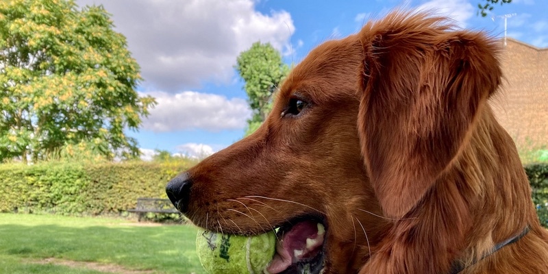 ด้านข้างของสุนัขหน้าตาหน้าตาแสนสุขที่มีลูกบอลอยู่ในปาก รูปภาพได้รับการครอบตัดที่ด้านล่างเท่านั้น
