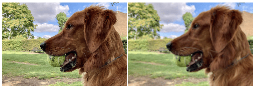 Zwei Versionen desselben Bildes eines fröhlich aussehenden, gut aussehenden Hundes mit einem Ball im Maul. Das eine Bild sieht knusprig und das andere verschwommen aus.