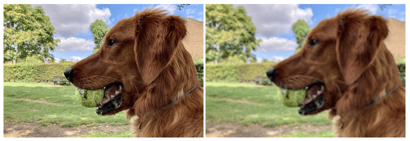 Zwei Versionen desselben Bildes eines fröhlich aussehenden, gutaussehenden Hundes mit einem Ball im Maul; ein Bild sieht scharf und das andere unscharf aus.