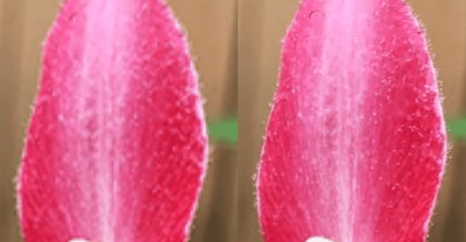 ภาพระยะใกล้ของกลีบดอกไม้ที่แสดงความหนาแน่นของความคลาดเคลื่อน