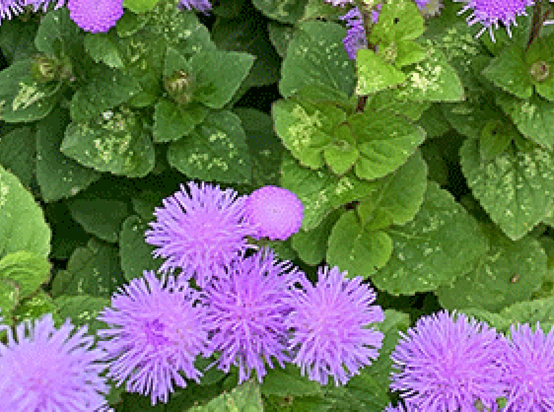 Fiori rosa su sfondo verde.