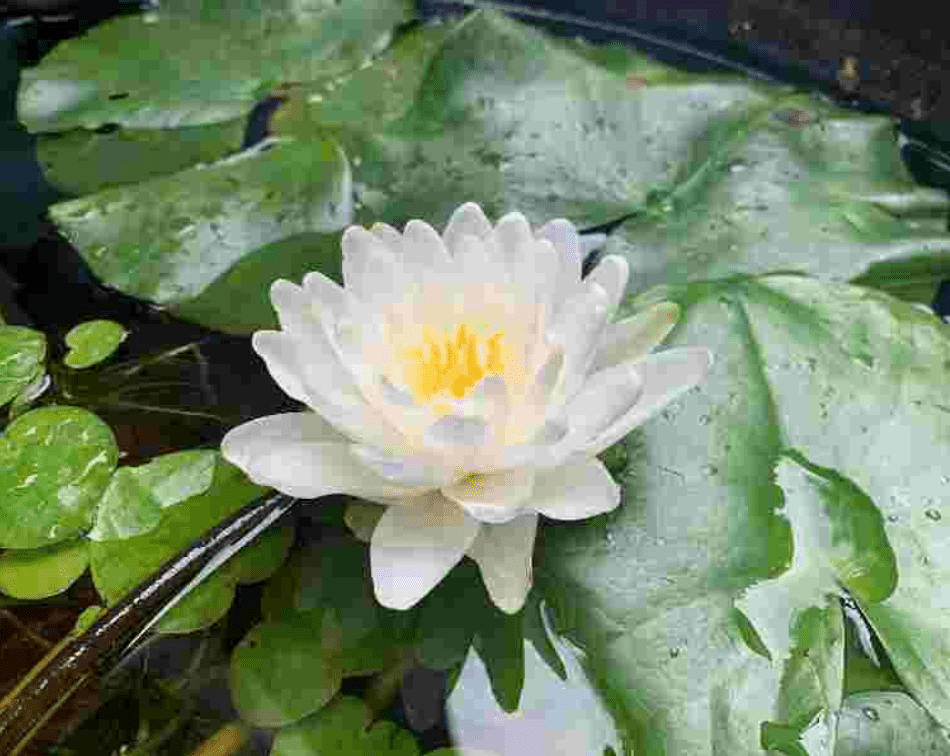 Un&#39;immagine altamente compressa di fiori contenente molti artefatti visivi.