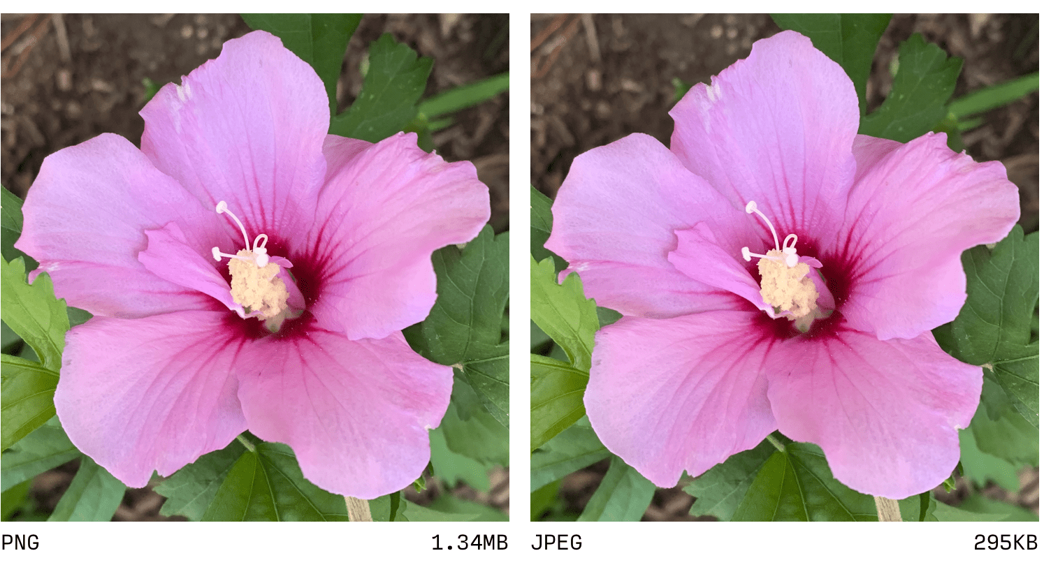 So sánh JPEG và PNG.