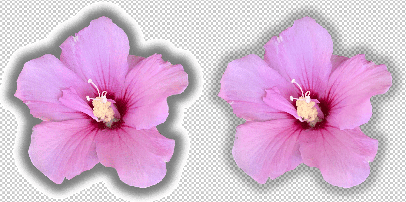 गुलाबी रंग के दो फूल, जो दो तरह की पारदर्शिता दिखाते हैं.