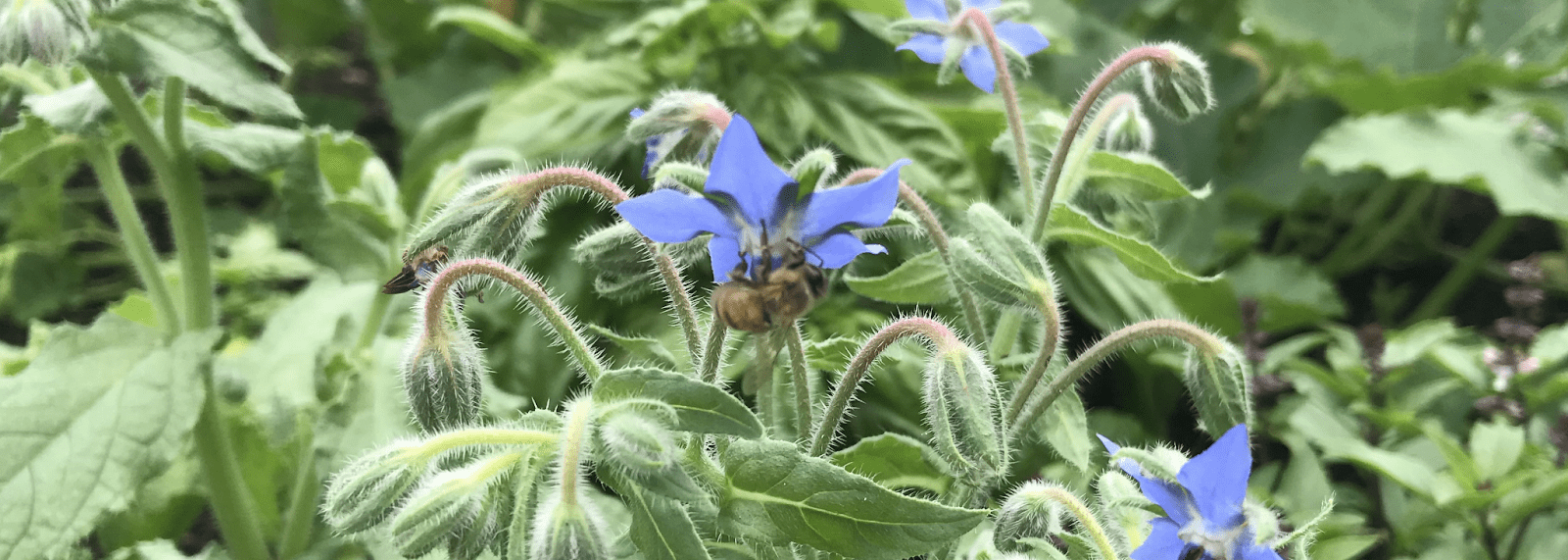 Gambar selebar header bunga periwinkle yang dikelilingi daun dan batangnya, sedang dikunjungi oleh lebah madu.