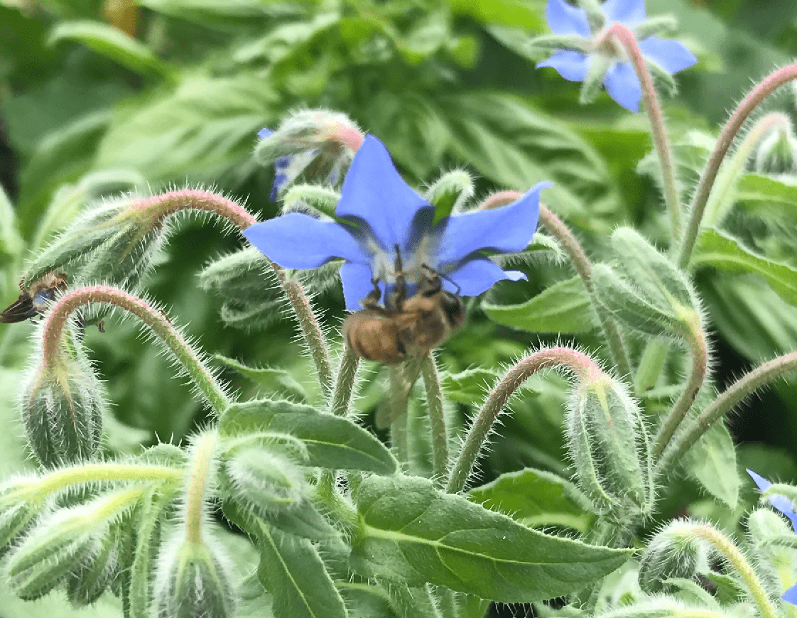 Um recorte ampliado da flor azul-lavanda.