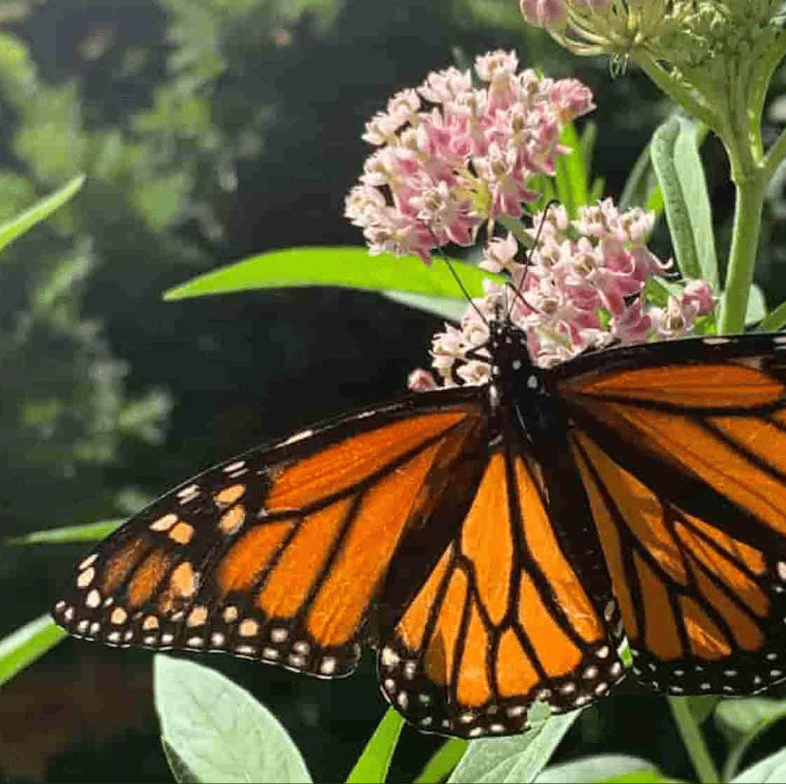 Una imagen JPEG comprimida de una mariposa monarca