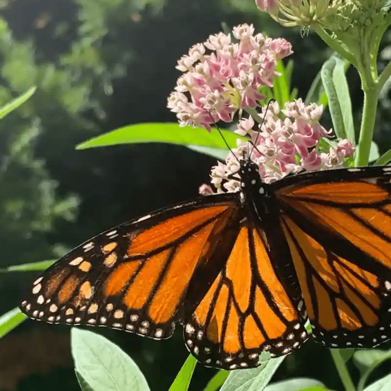 Un&#39;immagine WebP compressa di una farfalla monarca