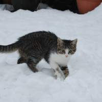 Un gato caminando en la nieve.