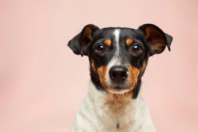 Foto de un perro sobre un fondo rosa