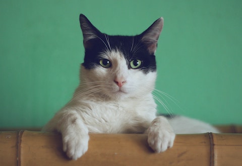 녹색 배경의 고양이 사진