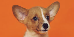 オレンジ色を背景にした犬の写真